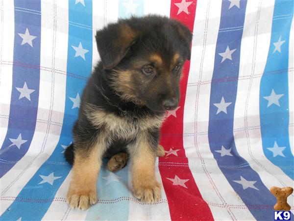 German Shepherd Puppies